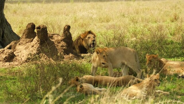 A lion with several lionesses rest in the shade of a tree during a heat wave in the wild African savannah in the Serengeti National Reserve, Tanzania