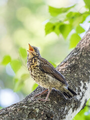 A fieldfare chick, Turdus pilaris, has left the nest and is sitting on a branch. A chick of...