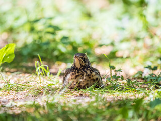 A fieldfare chick, Turdus pilaris, has left the nest and sitting on the spring lawn. A fieldfare...
