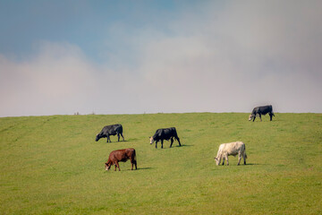 Cows grazing in Rio Grande do Sul pampa, Brazil, border with Uruguay