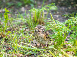 A Redwing chick, Turdus iliacus,, has left the nest and sitting on the spring lawn. A Redwing chick, a bird in the thrush family, sits on the ground and waits for food from its parents.