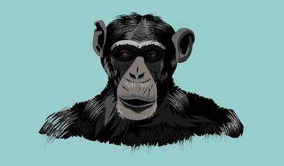 Chimpanzee ape's head and torso in the isolated vector