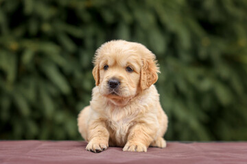 puppy dog golden retriever labrador in a wooden box in the park on the grass in the summer at sunset