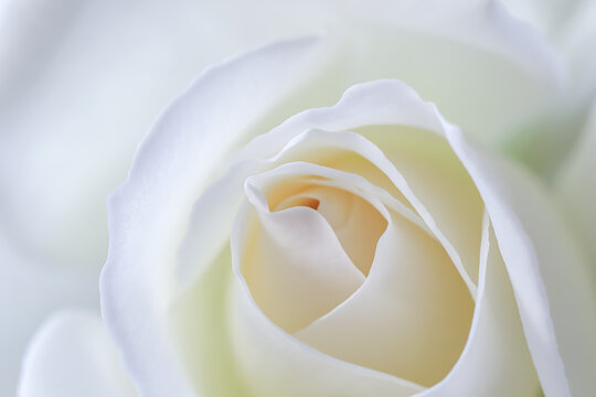 Background from white rose flower. Soft focus