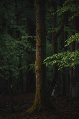 Beech forest with natural green leaves at sunset. Close up of a tree trunk. Germany, Europe