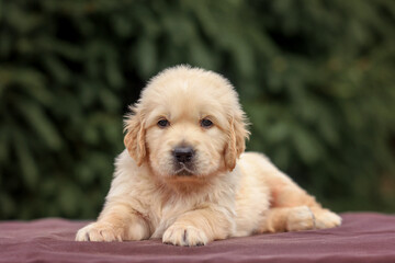 puppy dog golden retriever labrador in a wooden box in the park on the grass in the summer at sunset