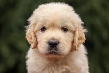 puppy dog golden retriever labrador in a wooden box in the park on the grass in the summer at sunset