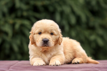 puppy dog golden retriever labrador in a wooden box in the park on the grass in the summer at sunset