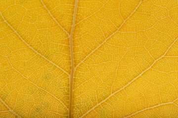 background green leaf texture macro photo