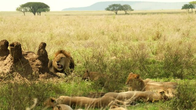 A lion with several lionesses rest after a nice hearty lunch in the shade during a heat wave in the wild African savannah in the Serengeti National Reserve, Tanzania