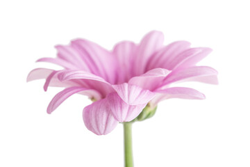 close-up of a pink flower on a white isolated background