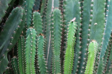 cactus close up