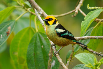 Flame-faced Tanager - Tangara parzudakii family Thraupidae, bird endemic to South America, found in eastern Andes of Colombia, Ecuador, Peru and Venezuela, habitat is moist montane forests
