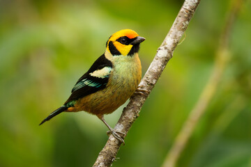 Flame-faced Tanager - Tangara parzudakii family Thraupidae, bird endemic to South America, found in...