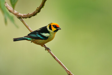 Flame-faced Tanager - Tangara parzudakii family Thraupidae, bird endemic to South America, found in eastern Andes of Colombia, Ecuador, Peru and Venezuela, habitat is moist montane forests