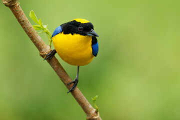 Blue-shouldered or Blue-winged Mountain-tanager - Anisognathus somptuosus yellow bird in Thraupidae, highland forest and woodland in the Andes of Bolivia, Colombia, Ecuador, Peru and Venezuela