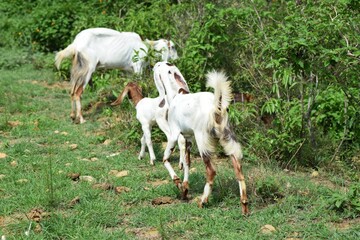 Naklejka na ściany i meble Goats grazing in the field.
