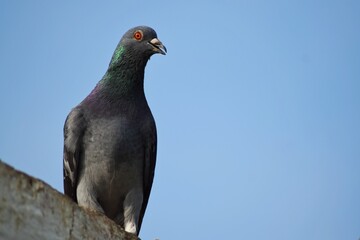 Common grey pigeon perched on roof top.