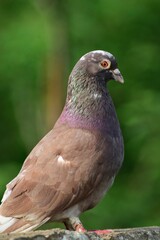 close up of a pigeon