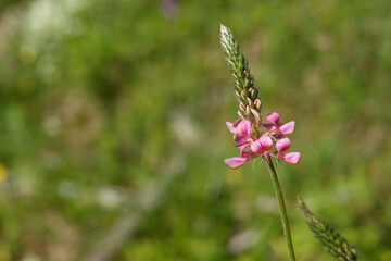 Alpine orchid, beautiful pink orchids on an alpine meadow. Copy space for your design. Web banner. 