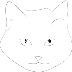the face of a cat