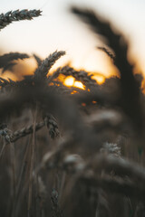 nature foret arbre champs de blé 
wheat fields tree