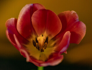 Fototapeta na wymiar Tulipe ouverte