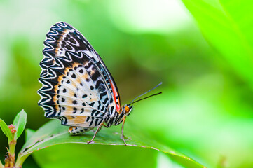A butterfy on leaf and green natural background