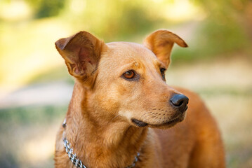 portrait of a homeless red dog