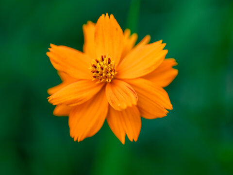 キバナコスモス Images Browse 3 341 Stock Photos Vectors And Video Adobe Stock