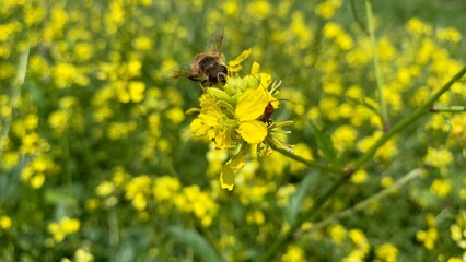 bee on dandelion