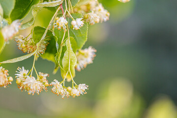 Linden tree blossom in summer forest, close up of lime blooming