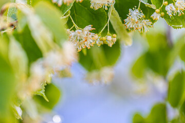 Linden tree blossom in summer forest, close up of lime blooming