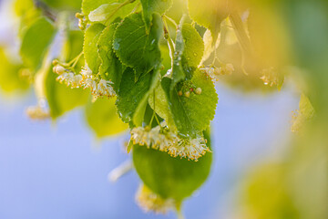 Linden yellow blossom of Tilia cordata tree (small-leaved lime, little leaf linden flowers or small-leaved linden bloom ), banner close up. Botany blooming trees with white flowers.