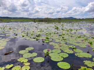 lilies in the pond