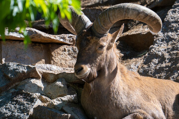 A majestic mountain goat with twisted large horns is resting on a rock. Close-up portrait of a wild mountain goat.