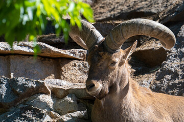 A majestic mountain goat with twisted large horns is resting on a rock. Close-up portrait of a wild mountain goat.