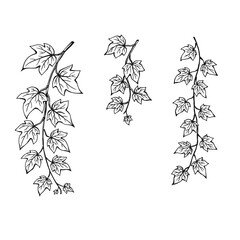 Set of ivy leaves. Hand drawn illustration converted to vector. - obrazy, fototapety, plakaty