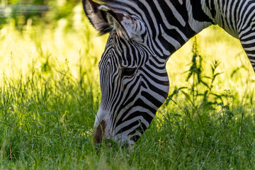 Close-up of a zebra eating green grass. Zebra portrait, head detail. Animal of the wild.