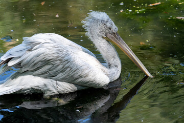 Close-up of a large white pelican swimming on the lake. Wild animals in their natural habitat.