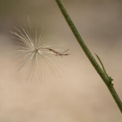 seed on a stem