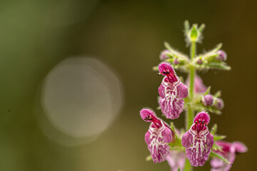 flower, mint flower, forest, wild