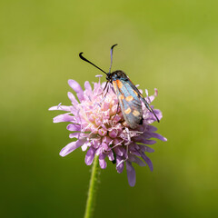 butterfly on a flower