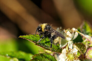 bumblebee on a leaf