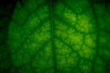 Abstract closeup of green leaf with vein pattern
