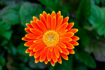 オレンジ色のガーベラの花