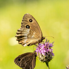 butterfly on a flower