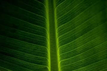 Abstract closeup of green leaf with feather vein pattern