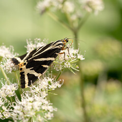 butterfly on a flower