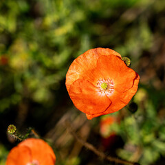 orange poppy flower